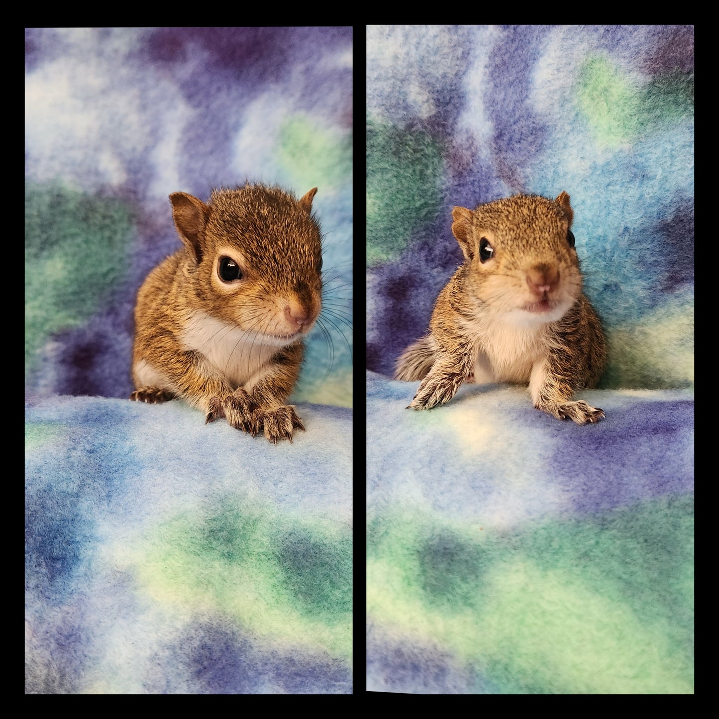 Personalized Squirrel Ornament