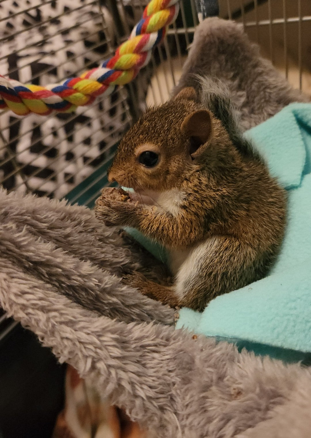 Personalized Squirrel Ornament