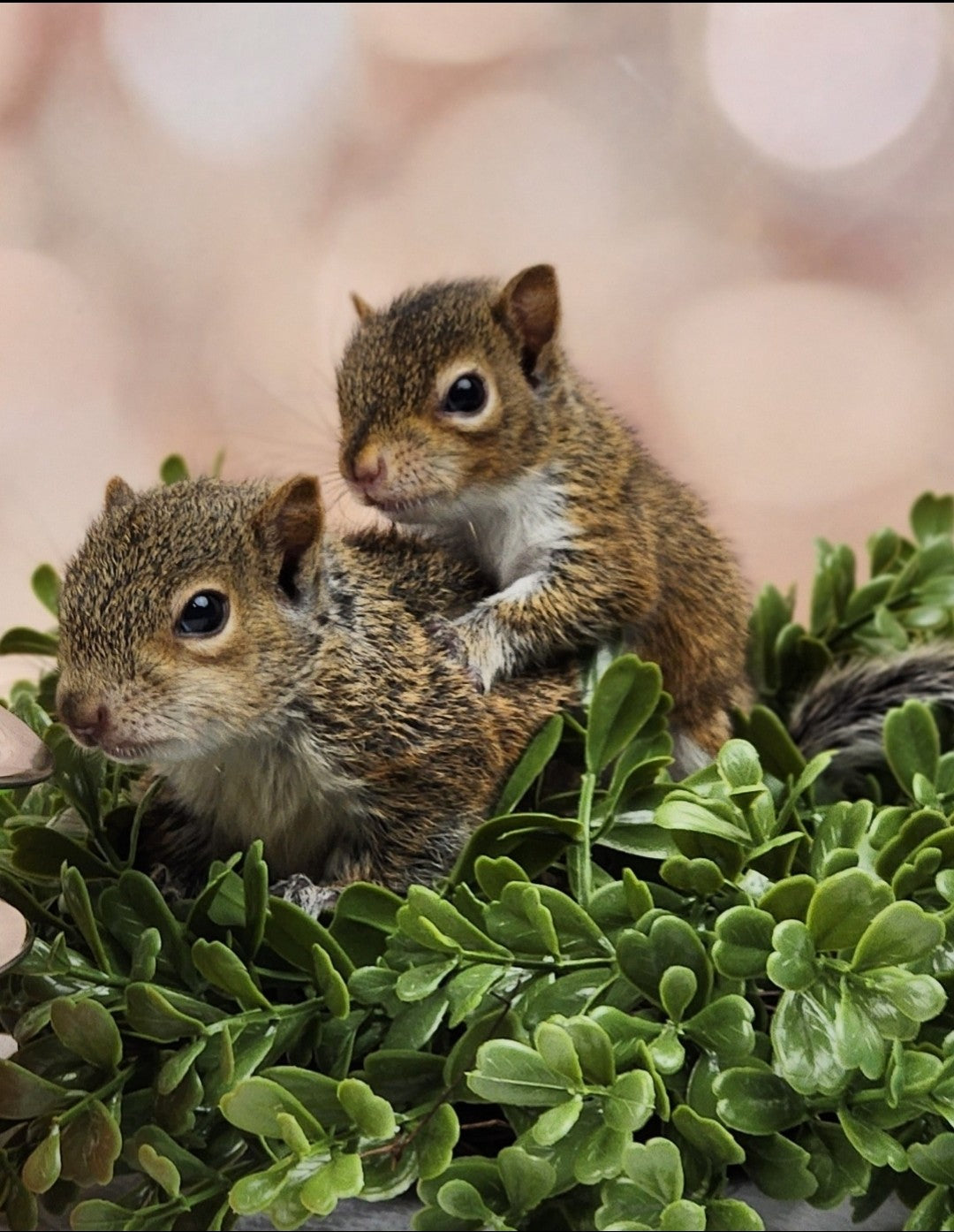 Personalized Squirrel Ornament